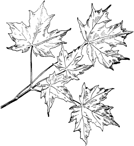 Sugar Maple Branchlet Coloring Page